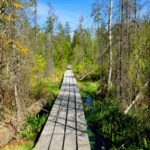 Wanderweg auf Holzbohlen durch das Hochmoor Filzwald