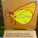 Information im Finsterauer Filz zum Hochmoor-Gelbling